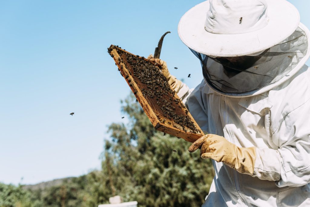 Beekeeper working collect honey.