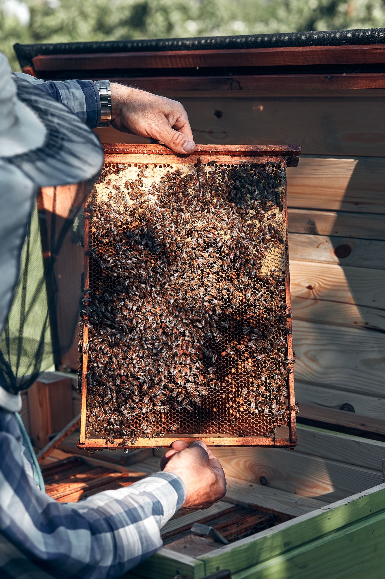 Beekeeper working in apiary