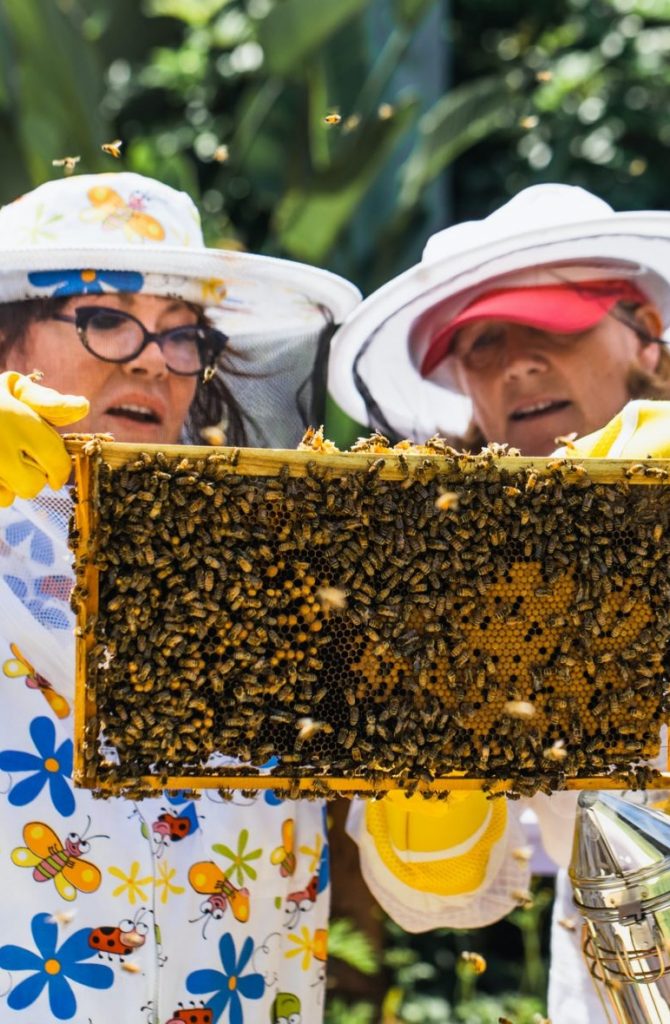 Beekeeper controlling beehive and comb frame